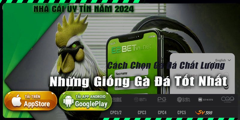 giống gà đá tốt nhất tại E2bet