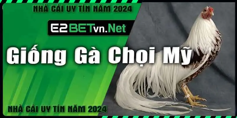 Giống Gà Chọi Mỹ - E2bet