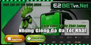 giống gà đá tốt nhất tại E2bet